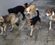 Собачий год: в Волгоградской области снова не хватило денег на бездомных собак